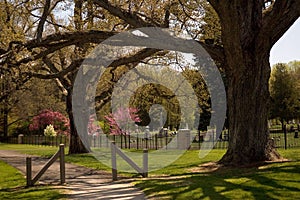 Majestic Oaks Guard a Cemetery