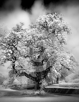 Majestic Old Oak Tree captured in infrared black and white