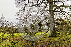 Very old English oak tree in rural setting with branches stretching onto the ground.