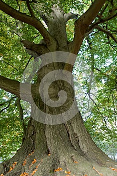 Majestic old tree photo