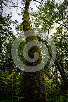 Majestic old tree covered in lush moss stands in a tranquil forest setting