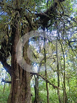 Majestic old tree inside the forest