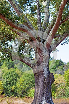 Majestic old tree with lichen growing on trunk and branches