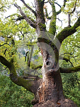 Majestic old tree with moss