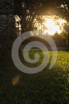 A majestic old tree in the rays of the sun