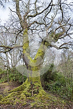 Majestic old tree with visible roots and dry brunches covered in green moss forming an ample tree fork