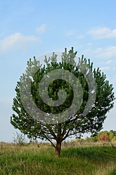 Majestic and one in the field oak, a symbol of strength and majesty, ecology on the planet, steppe and tree