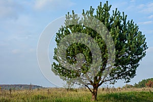 Majestic and one in the field oak, a symbol of strength and majesty, ecology on the planet, steppe and tree