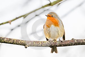 Majestic orange-feathered bird standing on a slender twig