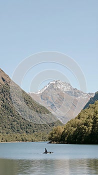 Majestic Orca Breaching the Surface of the Ocean