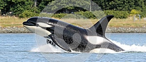 Majestic Orca Breaching the Surface of the Ocean
