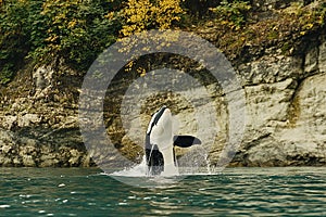 Majestic Orca Breaching the Surface of the Ocean