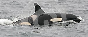 Majestic Orca Breaching the Surface of the Ocean