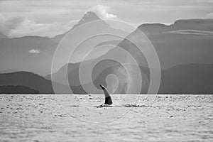 Majestic orca whale swimming through the clear blue water  in British Columbia, Canada