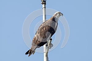 Majestic Osprey Displaying Its Formidable Talons