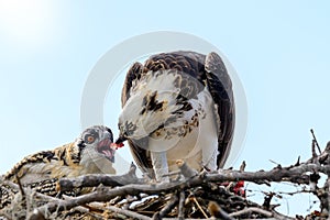 A majestic osprey Pandion haliaetus in the nest eating a fish and feeding its chick with fish