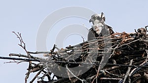 Majestic Osprey Perched in Its Nest Against a Clear Sky at Midday