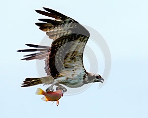 Majestic Osprey soars through the air with a freshly caught fish securely clutched in its claws