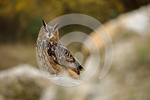 Majestic owl. Eagle owl, Bubo bubo, perched on rock in colorful autumn forest. Beautiful large owl with orange eyes. Bird of prey