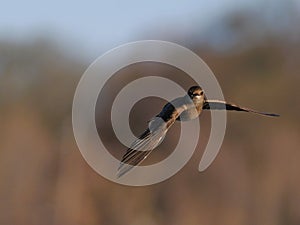 Majestic pale crag martin (Ptyonoprogne obsoleta) flying above a barren landscape