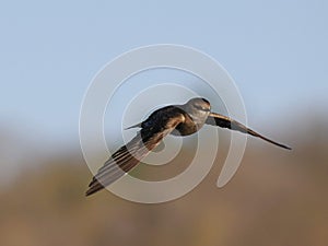 Majestic pale crag martin (Ptyonoprogne obsoleta) flying above a barren landscape