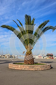 Majestic palm tree