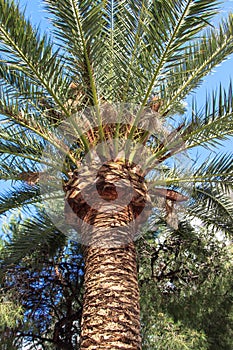 Majestic palm tree
