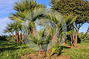 Majestic palm trees