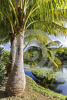 Majestic Palm Trees on Pond