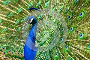 Majestic peacock