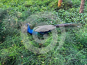 Majestic Peacock Displaying Its Vibrant Plumage in Lush Forest Setting at Daytime