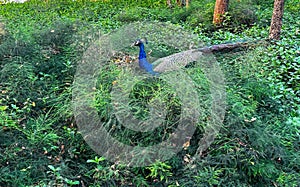 Majestic Peacock Displaying Its Vibrant Plumage in Lush Forest Setting at Daytime