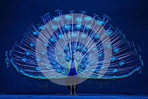 Majestic peacock displaying vibrant tail feathers against a blue background