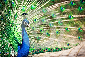 Majestic peacock (Pavo cristatus)