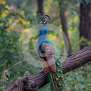 A majestic peacock poses elegantly on a tree branch