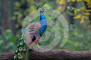 A majestic peacock poses elegantly on a tree branch