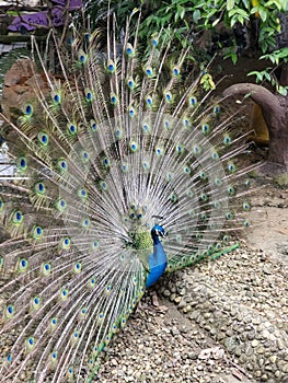 Majestic peacock proudly displaying its vibrant plume of feathers