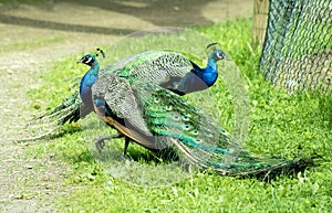 Majestic Peacocks posing in the sun