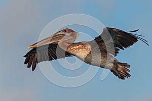 Majestic pelican soaring through a picturesque blue sky, showcasing its powerful wingspan