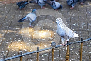 Majestic pigeon bird pigeons birds in Alajuela in Costa Rica