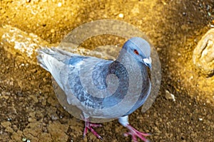 Majestic pigeon bird pigeons birds in Alajuela in Costa Rica