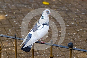 Majestic pigeon bird pigeons birds in Alajuela in Costa Rica