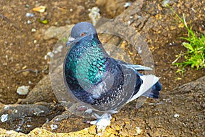 Majestic pigeon bird pigeons birds in Alajuela in Costa Rica