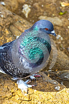 Majestic pigeon bird pigeons birds in Alajuela in Costa Rica