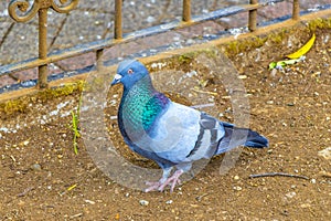 Majestic pigeon bird pigeons birds in Alajuela in Costa Rica