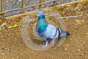 Majestic pigeon bird pigeons birds in Alajuela in Costa Rica