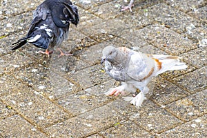 Majestic pigeon bird pigeons birds in Alajuela in Costa Rica