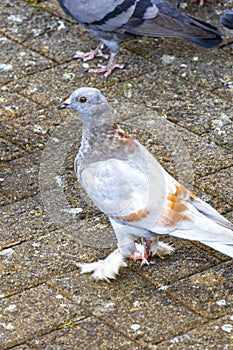 Majestic pigeon bird pigeons birds in Alajuela in Costa Rica