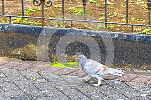 Majestic pigeon bird pigeons birds in Alajuela in Costa Rica