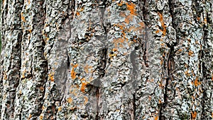 Majestic pine tree bark with orange lichen and sap filled cracks